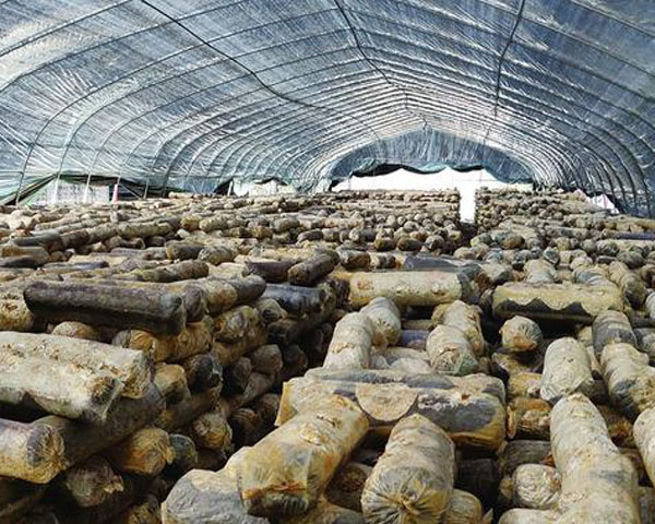 “菇”舞人心 講述菇農(nóng)脫貧歷程